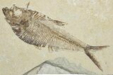 Detailed Fossil Fish (Diplomystus) - Wyoming #344799-1
